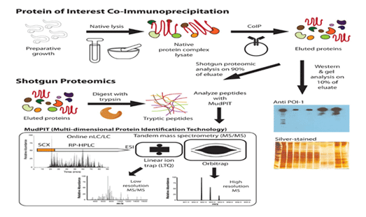 Protein Protein Interaction Networks Novelgene Technologies